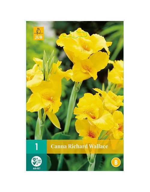 JUB Canna Richard Wallace 1 stuk