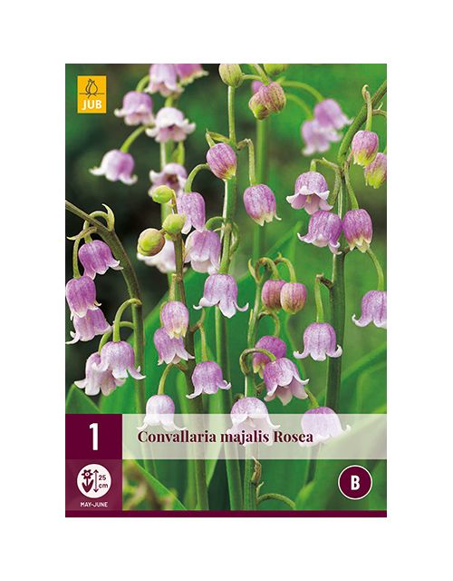 JUB Convallaria Majalis Rosea 1 stuk