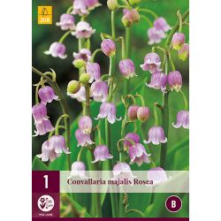 JUB Convallaria Majalis Rosea 1 stuk