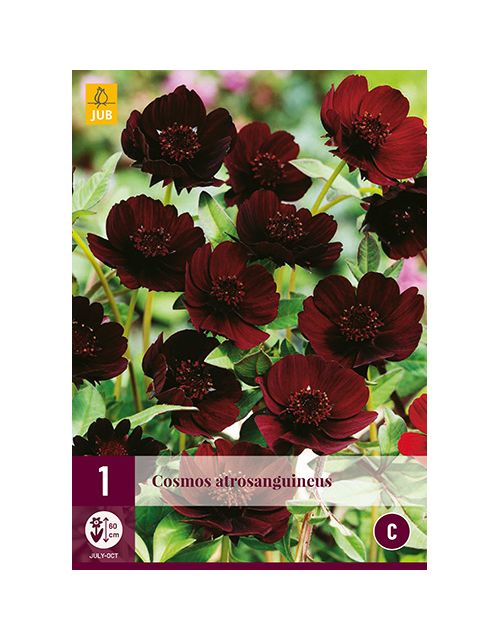 JUB Cosmos Atrosanguineus 1 stuk