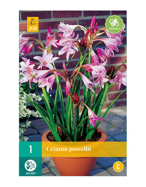 JUB Crinum Powellii 1 stuk