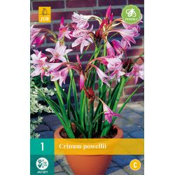 JUB Crinum Powellii 1 stuk