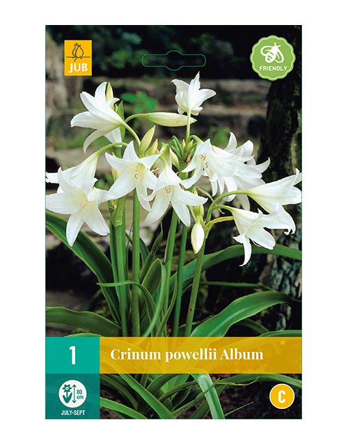 JUB Crinum Powellii Album 1 stuk
