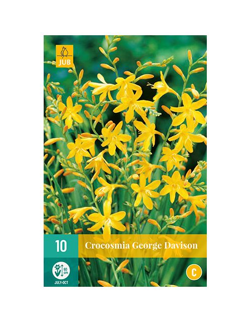 JUB Crocosmia George Davison 1 stuk