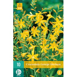 JUB Crocosmia George Davison 1 stuk