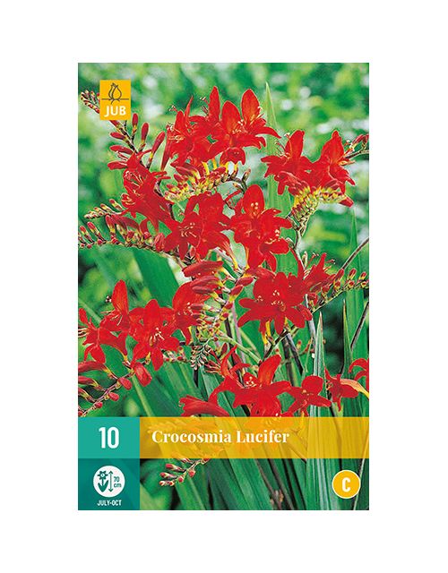 JUB Crocosmia Lucifer 1 stuk