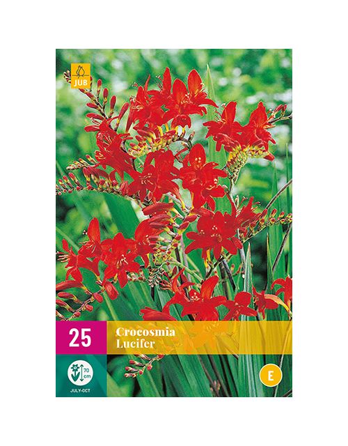 JUB Crocosmia Lucifer 2 stuks