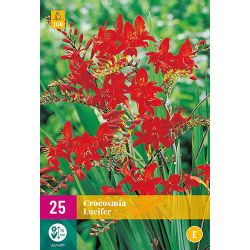 JUB Crocosmia Lucifer 2 stuks