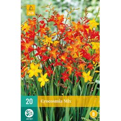 JUB Crocosmia Mix 2 stuks
