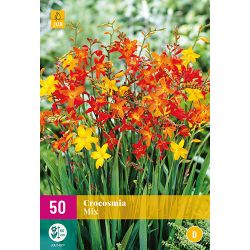 JUB Crocosmia Mix 5 stuks