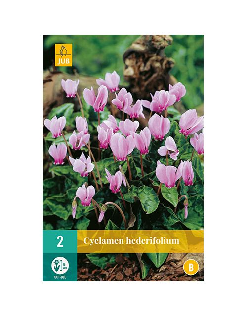 JUB Cyclamen Hederifolium 2 stuks