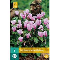 JUB Cyclamen Hederifolium 2 stuks