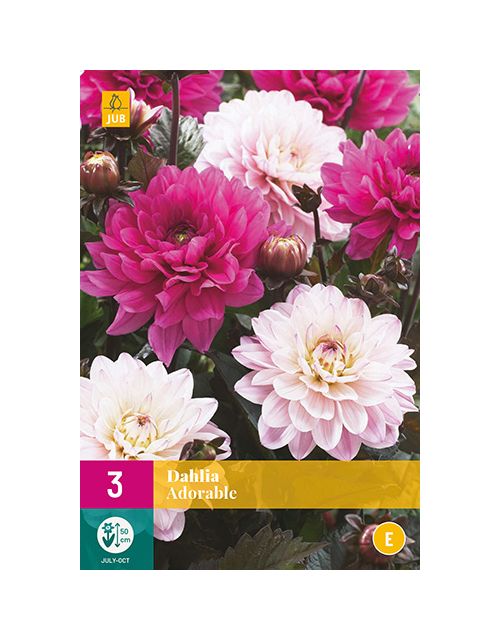 JUB Dahlia Adorable 3 stuks