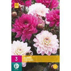 JUB Dahlia Adorable 3 stuks