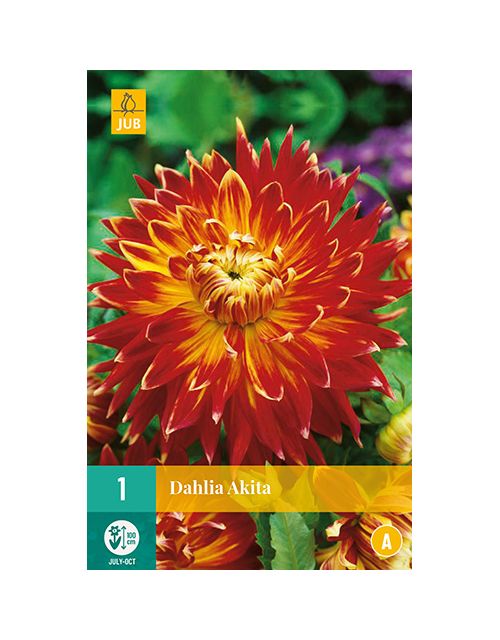 JUB Dahlia Akita 1 stuk