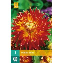 JUB Dahlia Akita 1 stuk