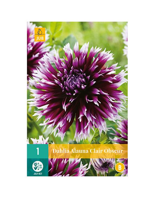 JUB Dahlia Alauna Clair Obscur 1 stuk