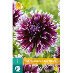 JUB Dahlia Alauna Clair Obscur 1 stuk