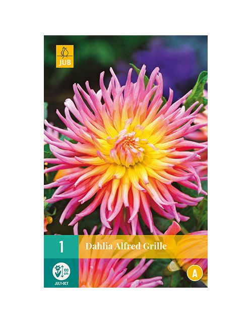 JUB Dahlia Alfred Grille 1 stuk
