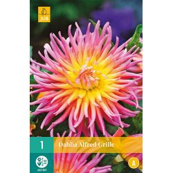 JUB Dahlia Alfred Grille 1 stuk