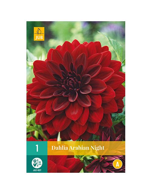 JUB Dahlia Arabian Night 1 stuk