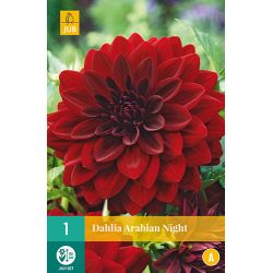 JUB Dahlia Arabian Night 1 stuk