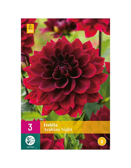 JUB Dahlia Arabian Night 3 stuks