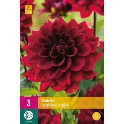 JUB Dahlia Arabian Night 3 stuks