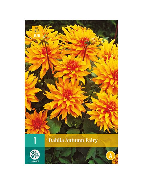 JUB Dahlia Autumn Fairy 1 stuk