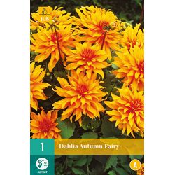 JUB Dahlia Autumn Fairy 1 stuk