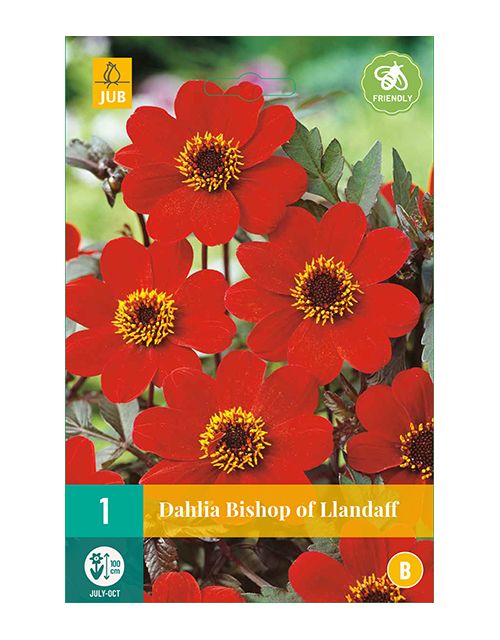 JUB Dahlia Bishop of Llandaff 1 stuk