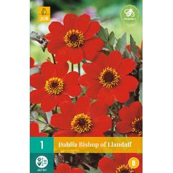 JUB Dahlia Bishop of Llandaff 1 stuk