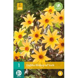 JUB Dahlia Bishop Of York 1 stuk