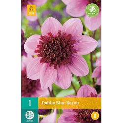 JUB Dahlia Blue Bayou 1 stuk