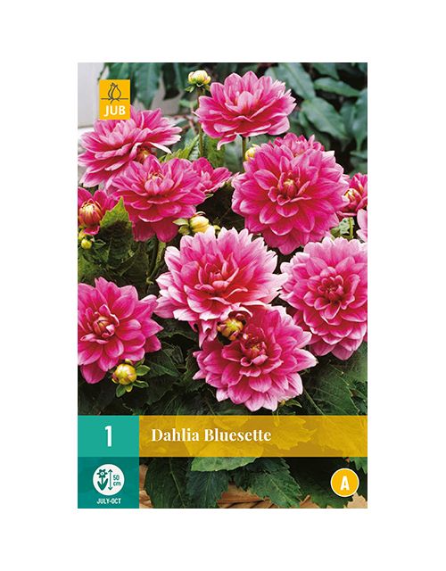 JUB Dahlia Bluesette 1 stuk