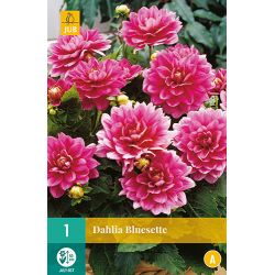 JUB Dahlia Bluesette 1 stuk