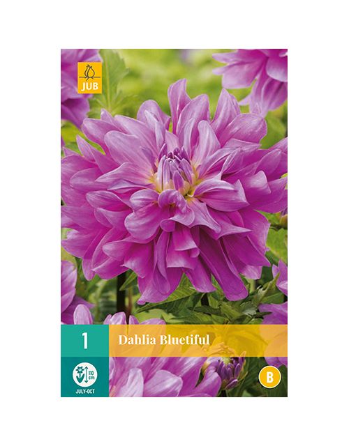 JUB Dahlia Bluetiful 1 stuk