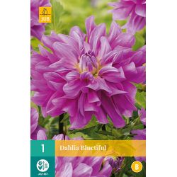 JUB Dahlia Bluetiful 1 stuk