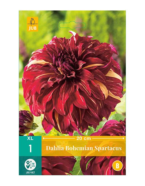 JUB Dahlia Bohemian Spartacus 1 stuk