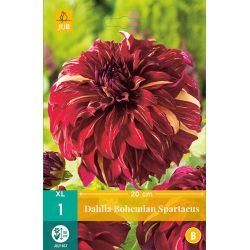 JUB Dahlia Bohemian Spartacus 1 stuk