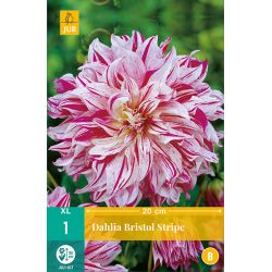 JUB Dahlia Bristol Stripe 1 stuk
