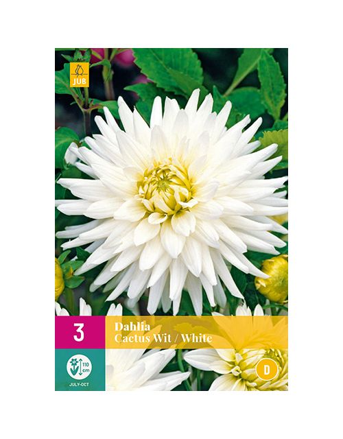 JUB Dahlia Cactus Wit 3 stuks