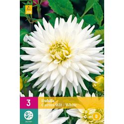 JUB Dahlia Cactus Wit 3 stuks