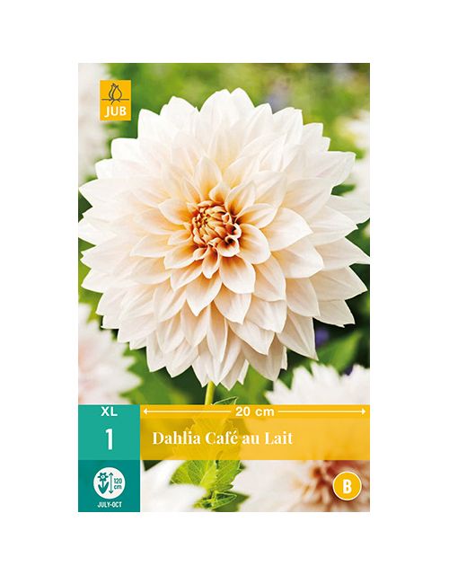JUB Dahlia Cafe Au Lait 1 stuk