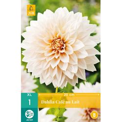 JUB Dahlia Cafe Au Lait 1 stuk