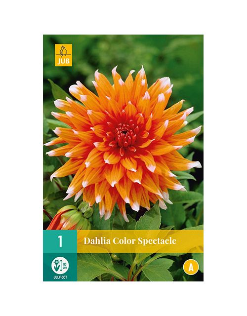 JUB Dahlia Color Spectacle 1 stuk