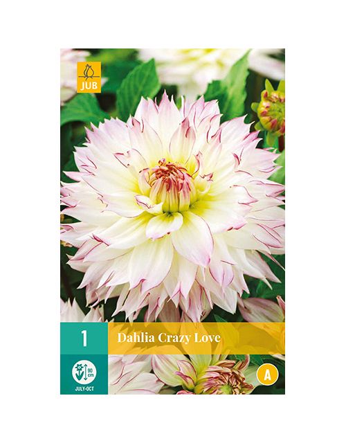 JUB Dahlia Crazy Love 1 stuk