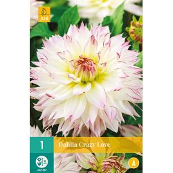 JUB Dahlia Crazy Love 1 stuk