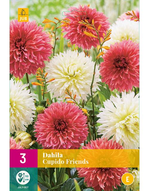 JUB Dahlia Cupido Friends 3 stuks