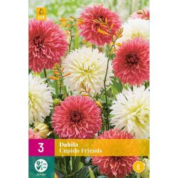 JUB Dahlia Cupido Friends 3 stuks